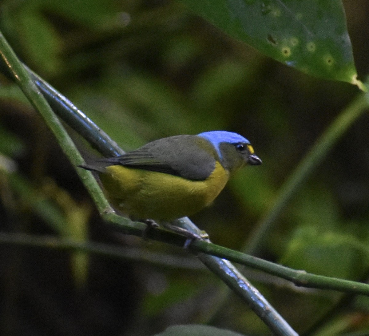 Puerto Rican Euphonia - ML646368549