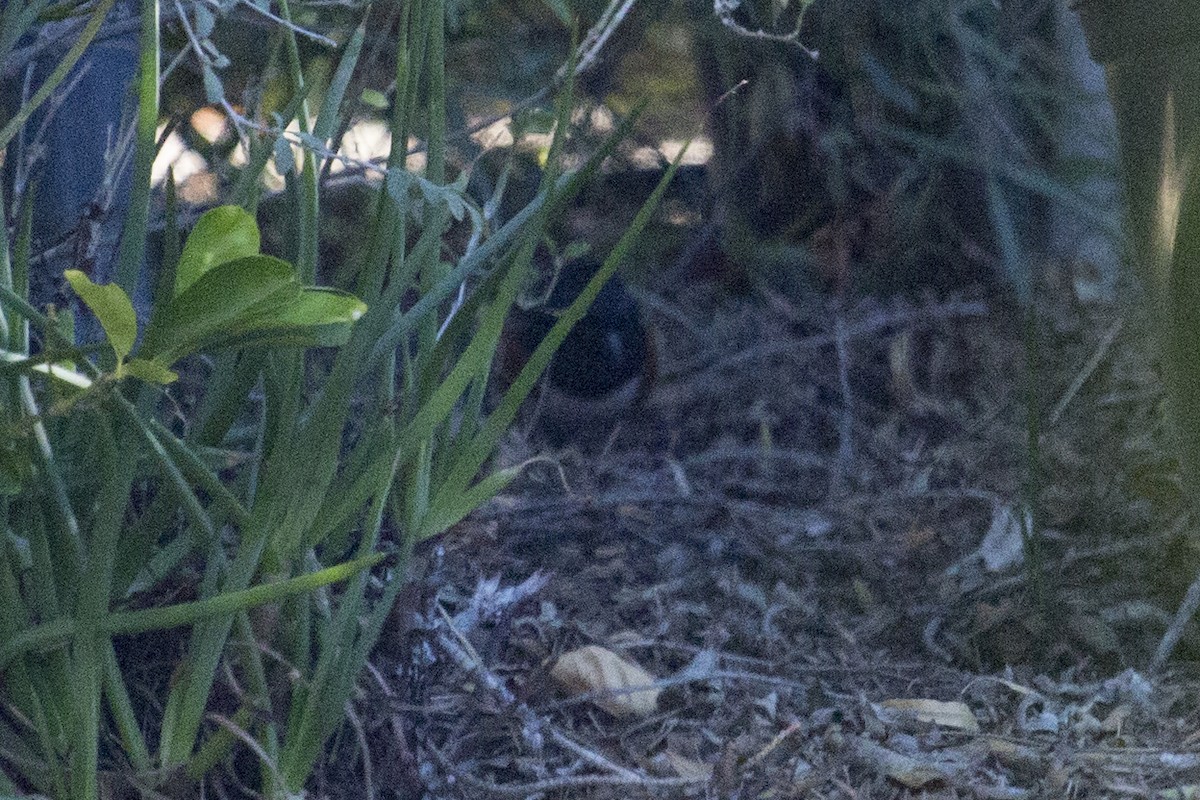 Spotted Towhee - ML646368550