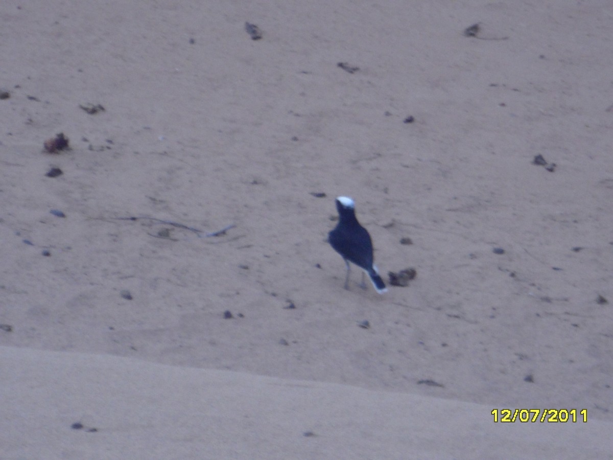 bělořit pustinný - ML646368553