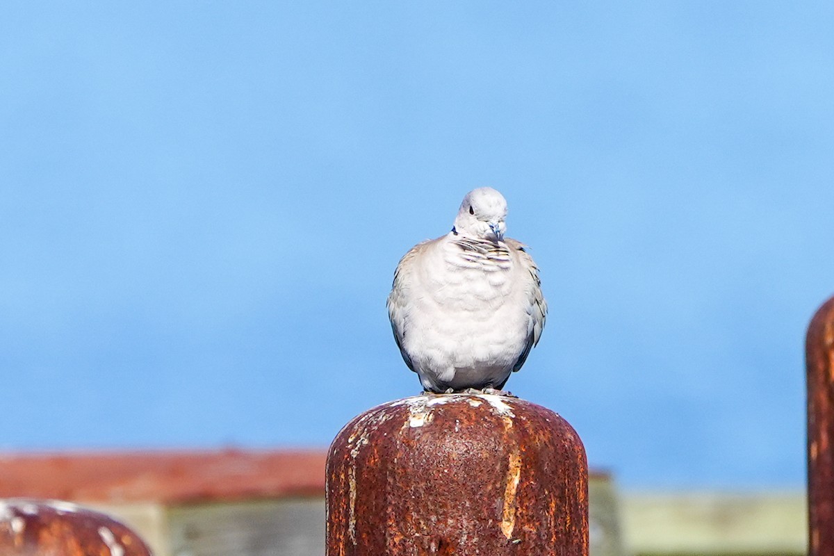 Tourterelle turque - ML646368554