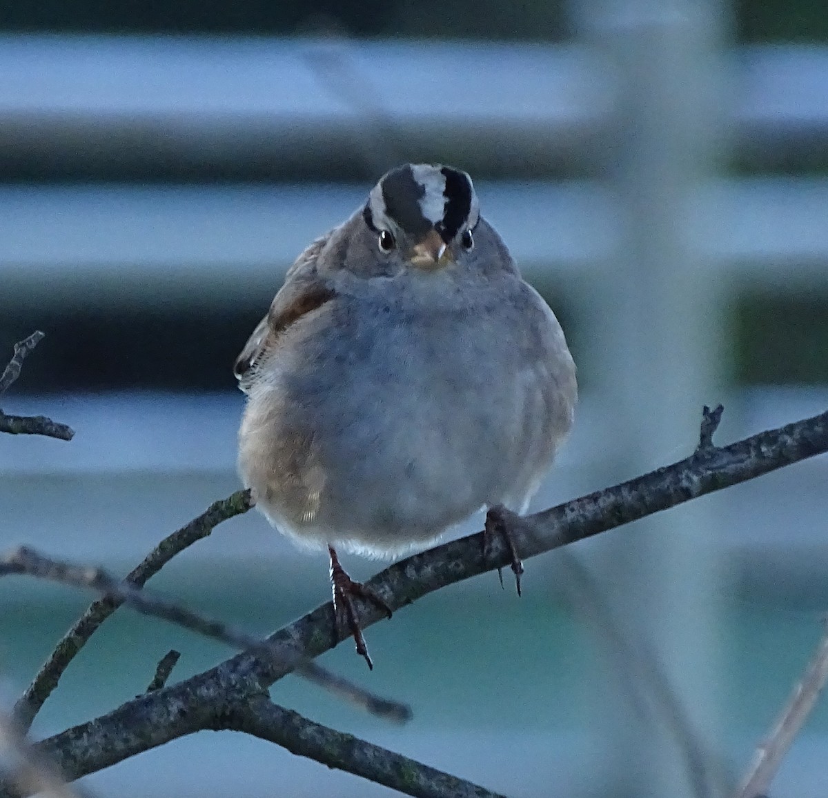 White-crowned Sparrow - ML646368557