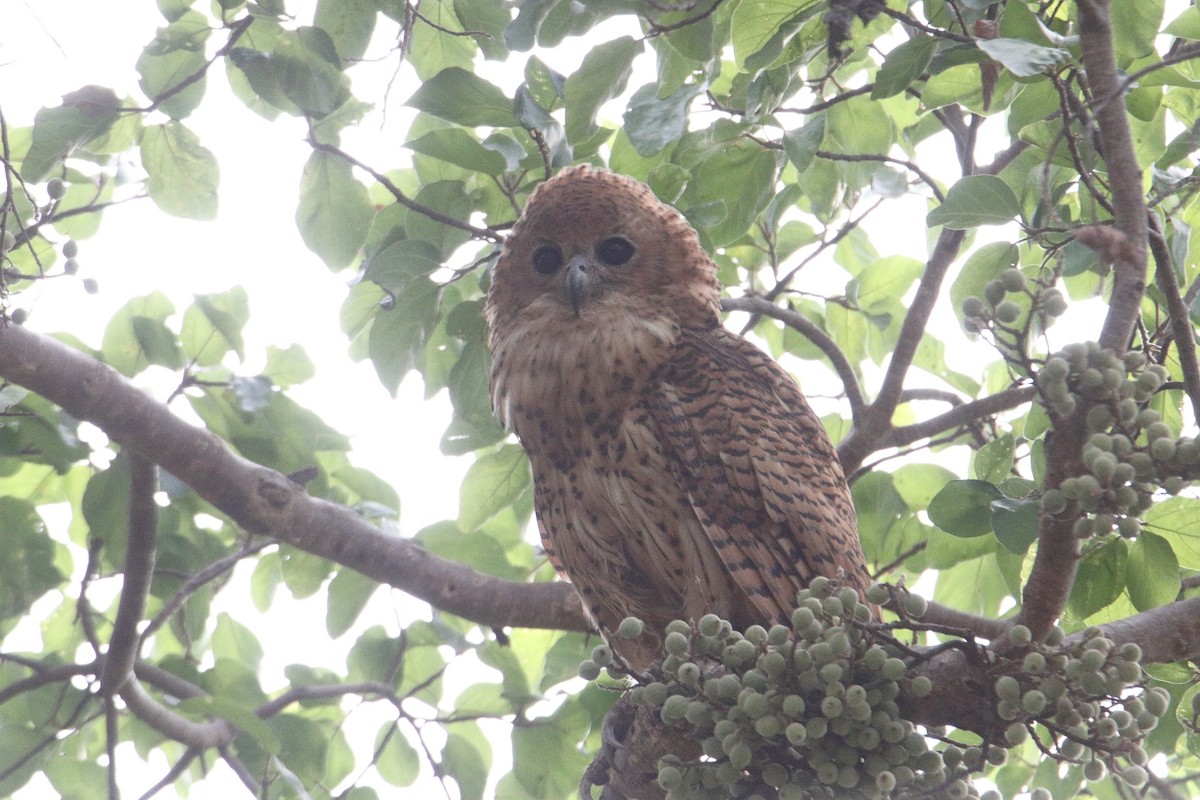 Pel's Fishing-Owl - ML646368558