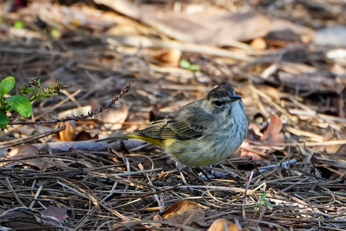 Paruline à couronne rousse - ML646368560
