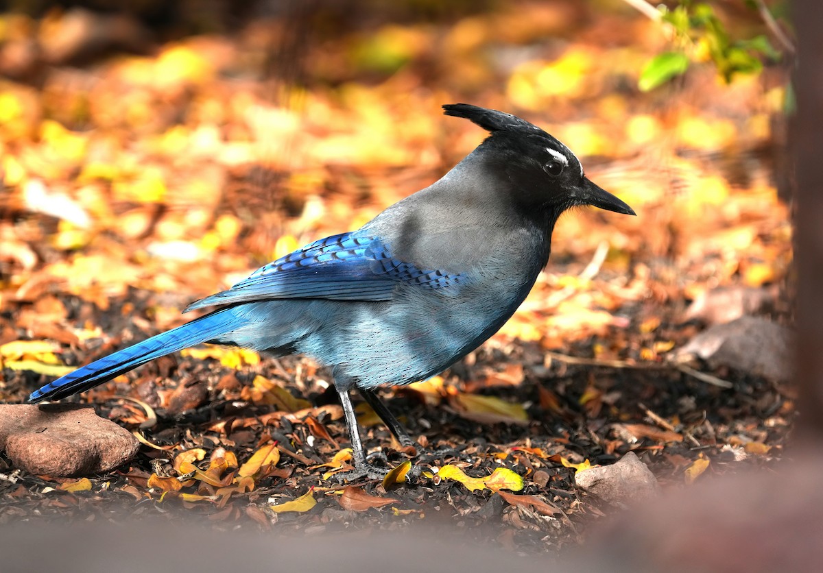 Steller's Jay - ML646368561