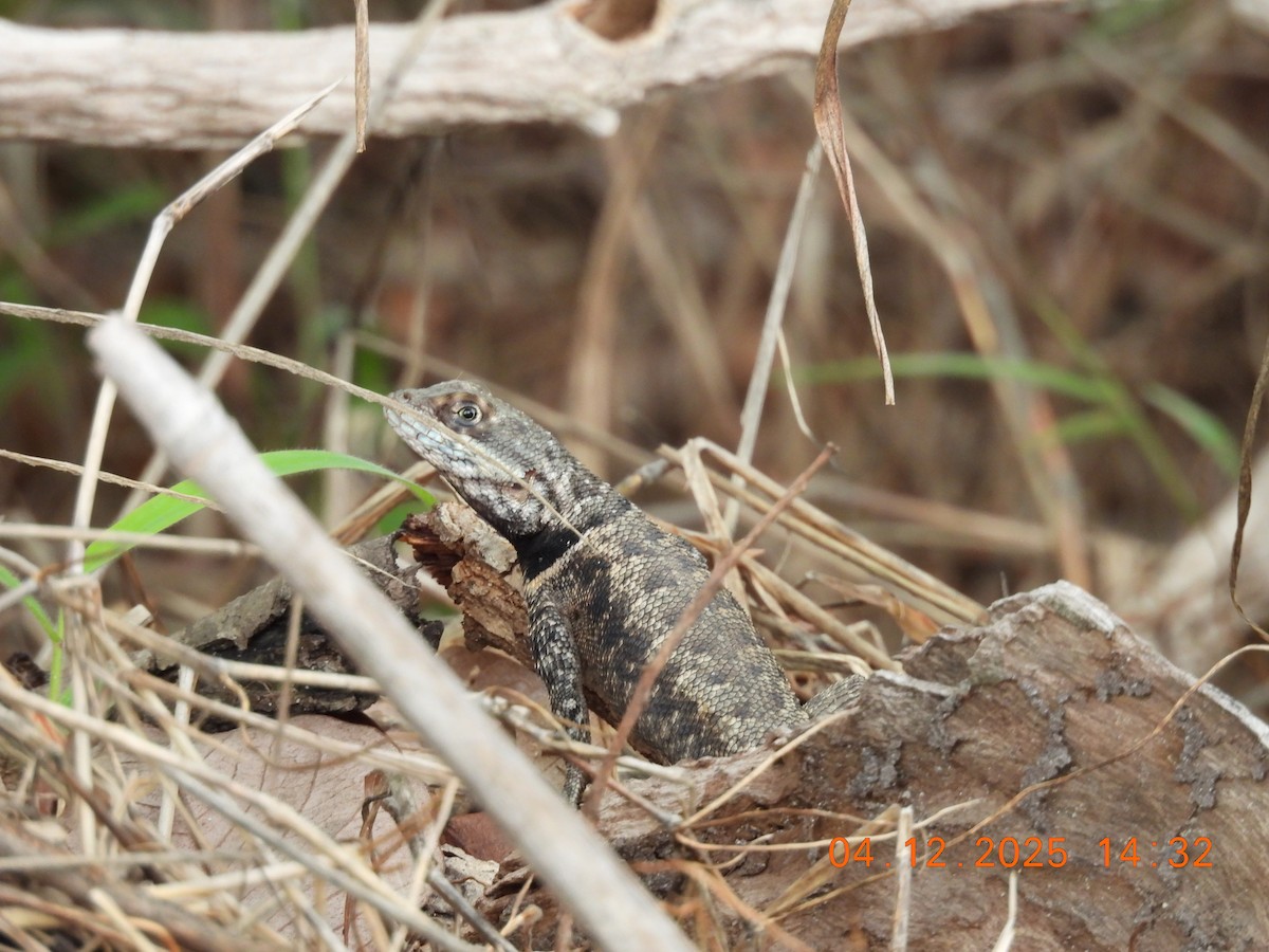 Lava Lizards - ML646368562