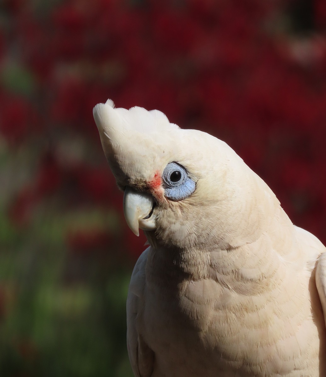 Little Corella - ML646368563