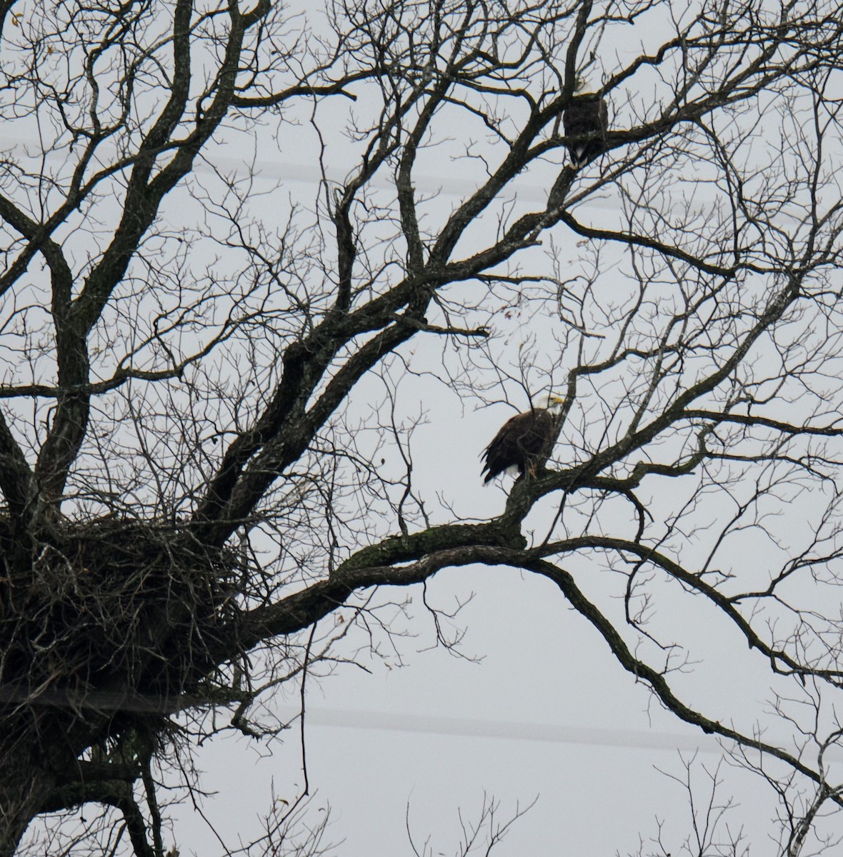 orel bělohlavý - ML646368565