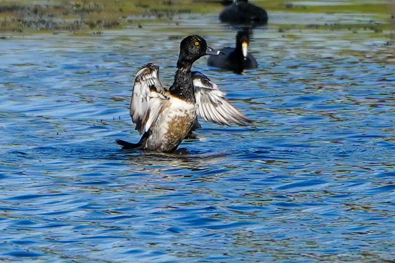Fuligule à collier - ML646368567