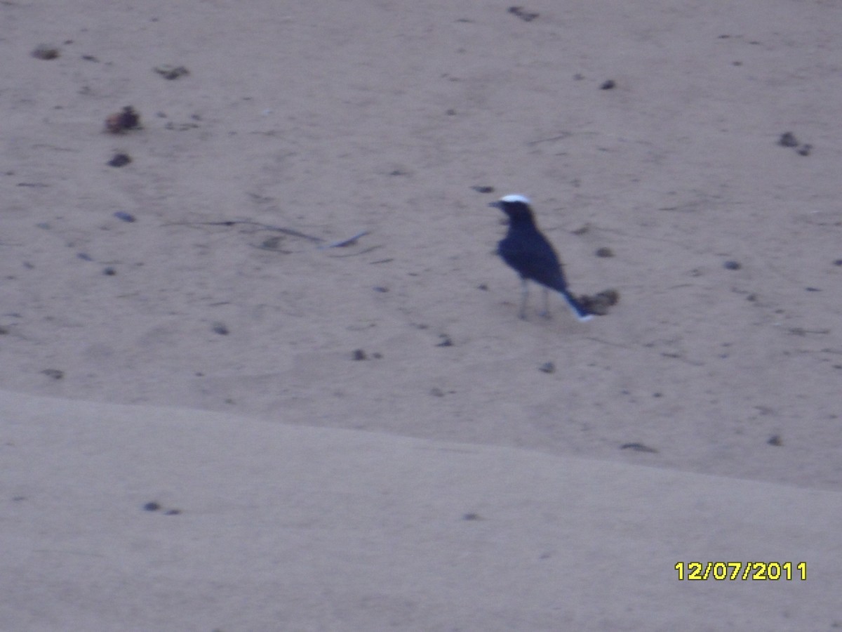 bělořit pustinný - ML646368569