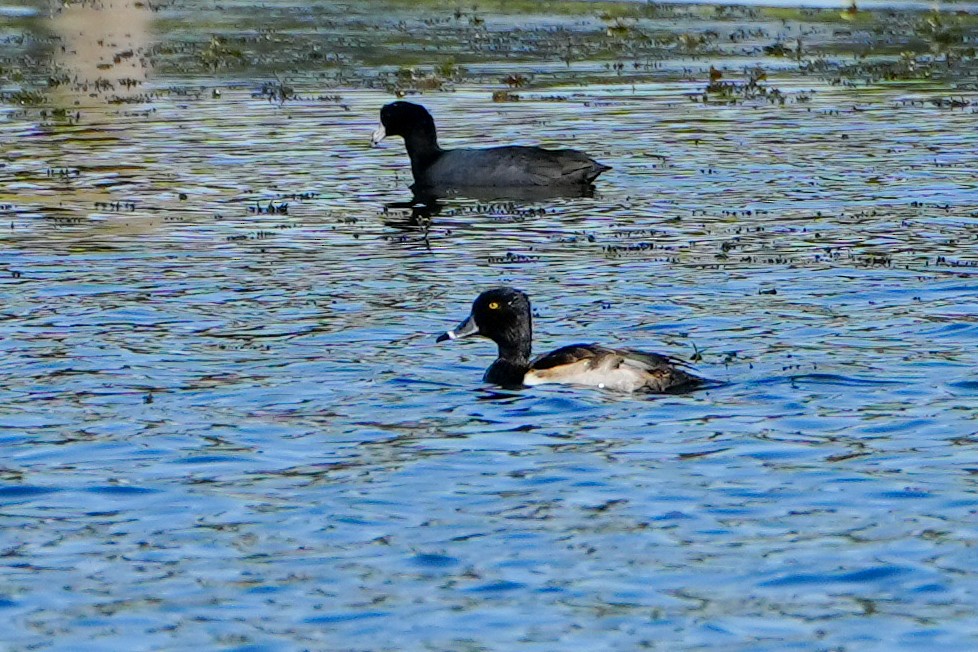 Fuligule à collier - ML646368573