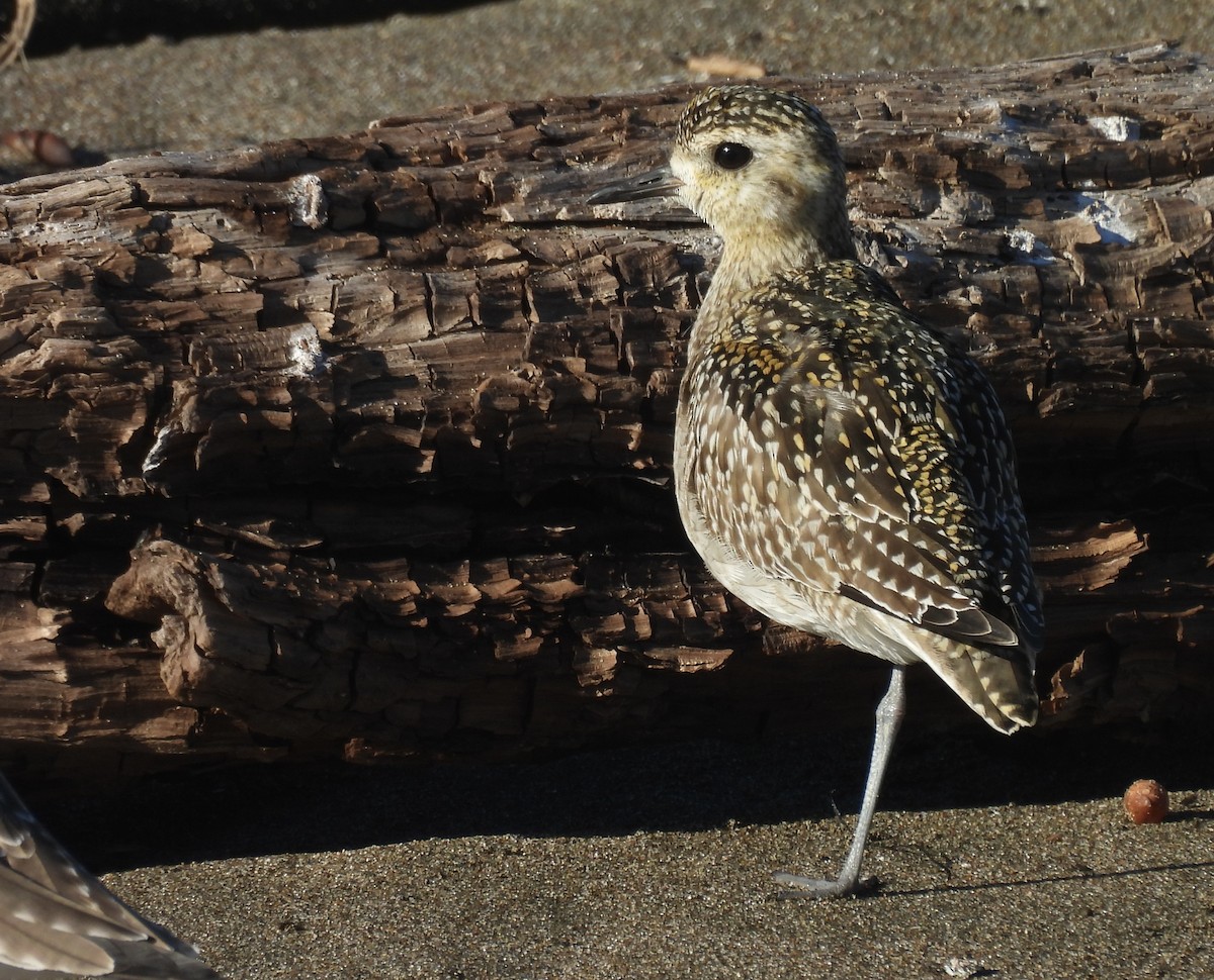 Pacific Golden-Plover - ML646368574