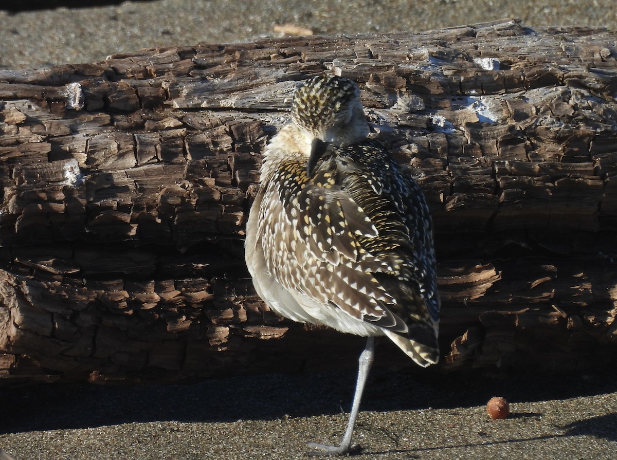 Pacific Golden-Plover - ML646368575