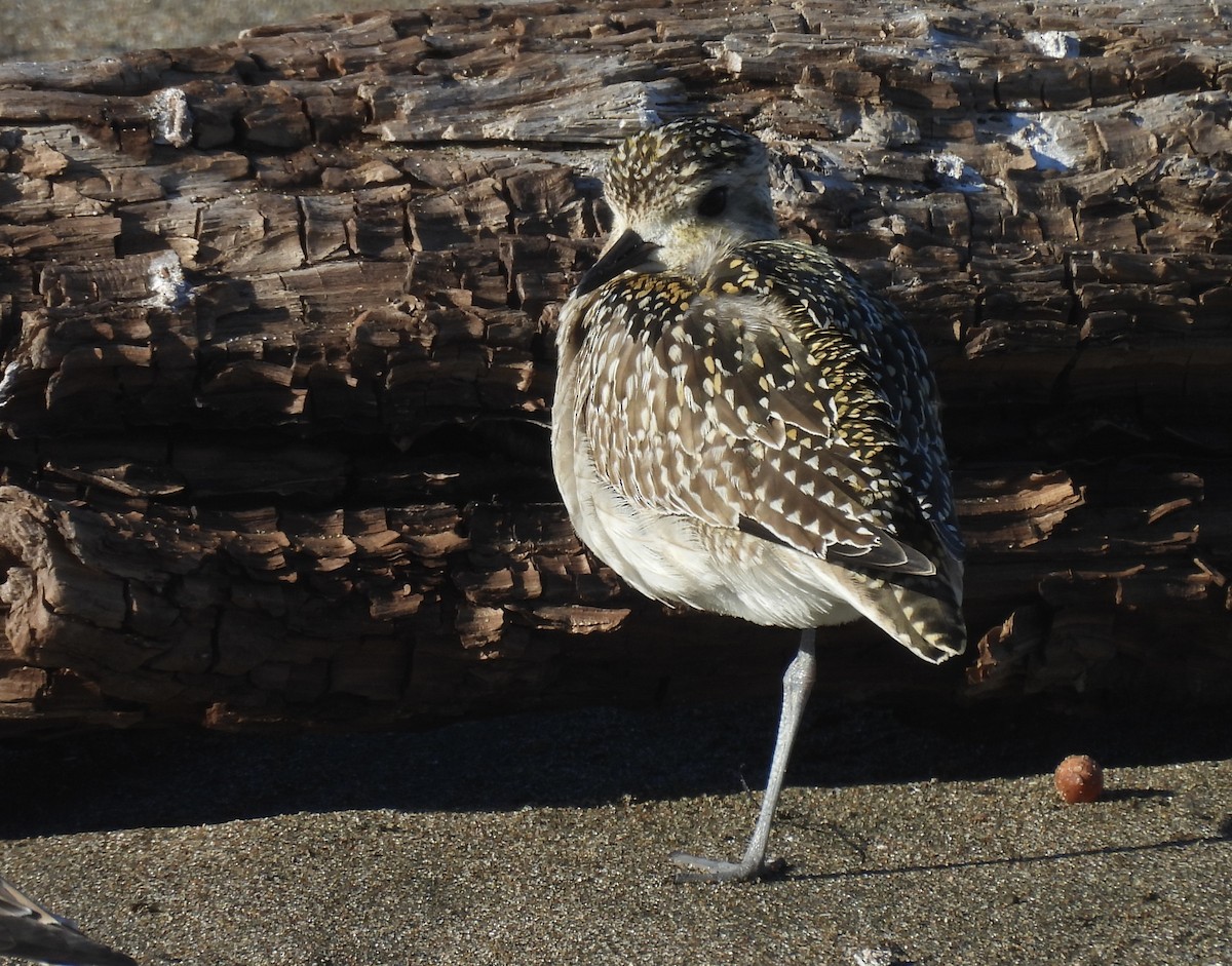 Pacific Golden-Plover - ML646368576