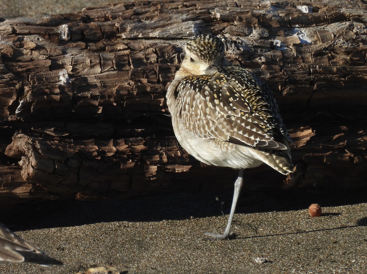 Pacific Golden-Plover - ML646368577