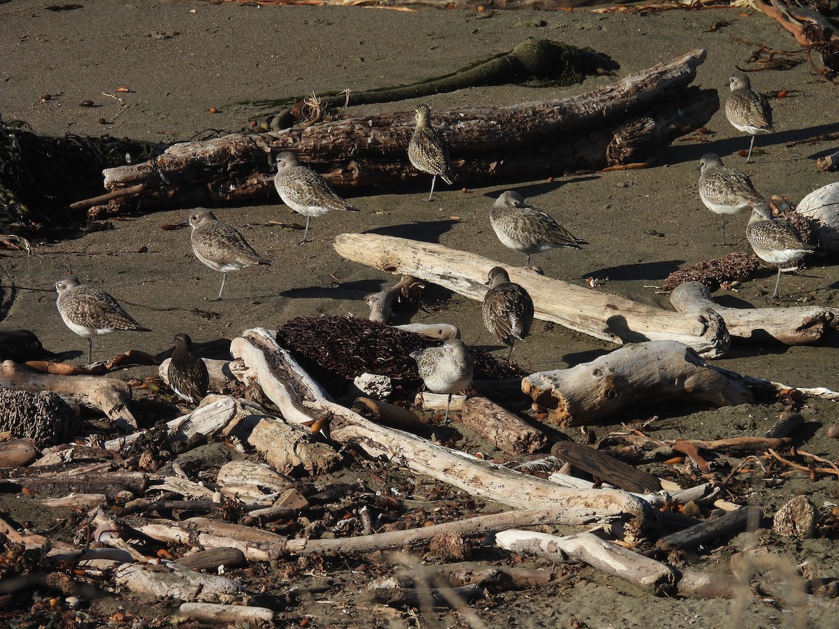 Pacific Golden-Plover - ML646368578