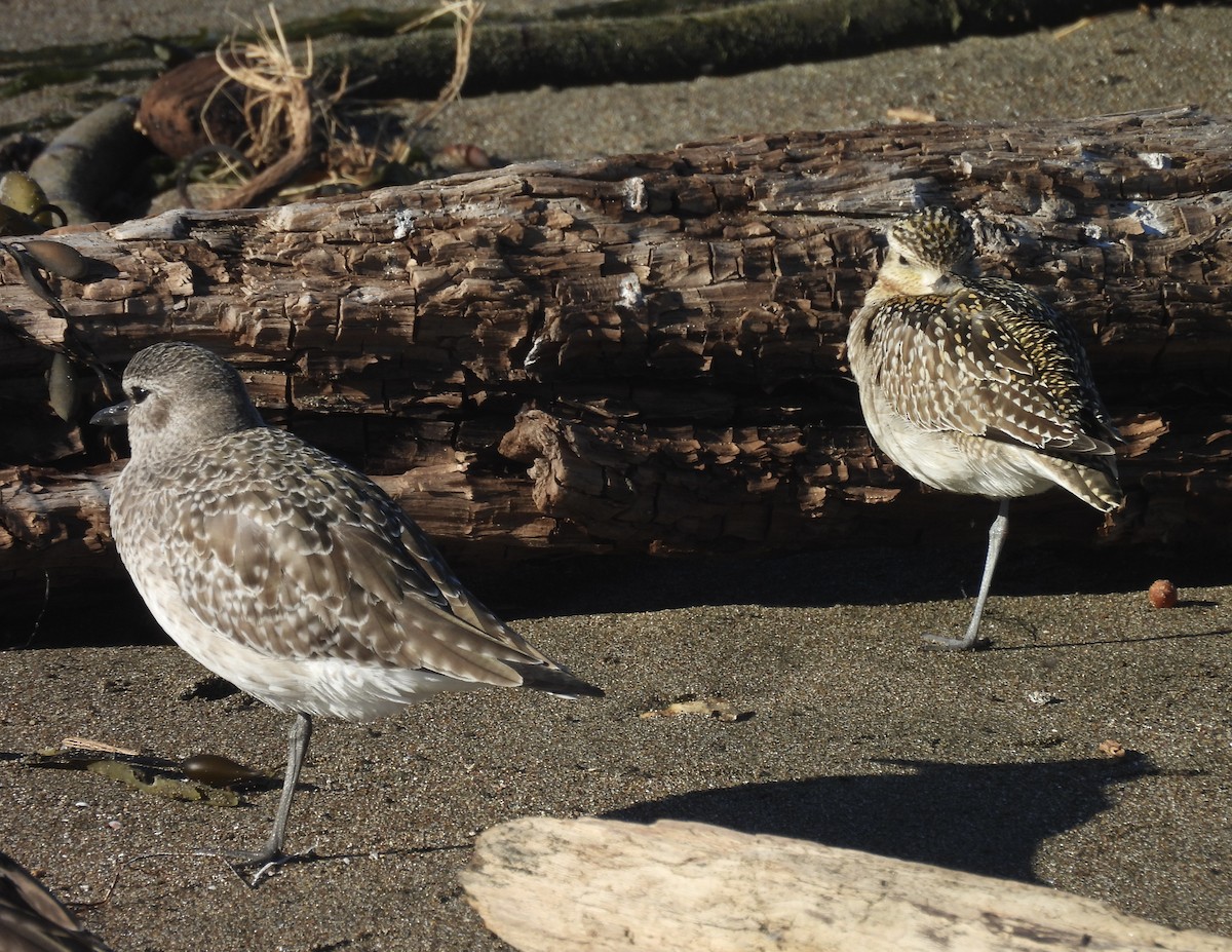 Pacific Golden-Plover - ML646368579