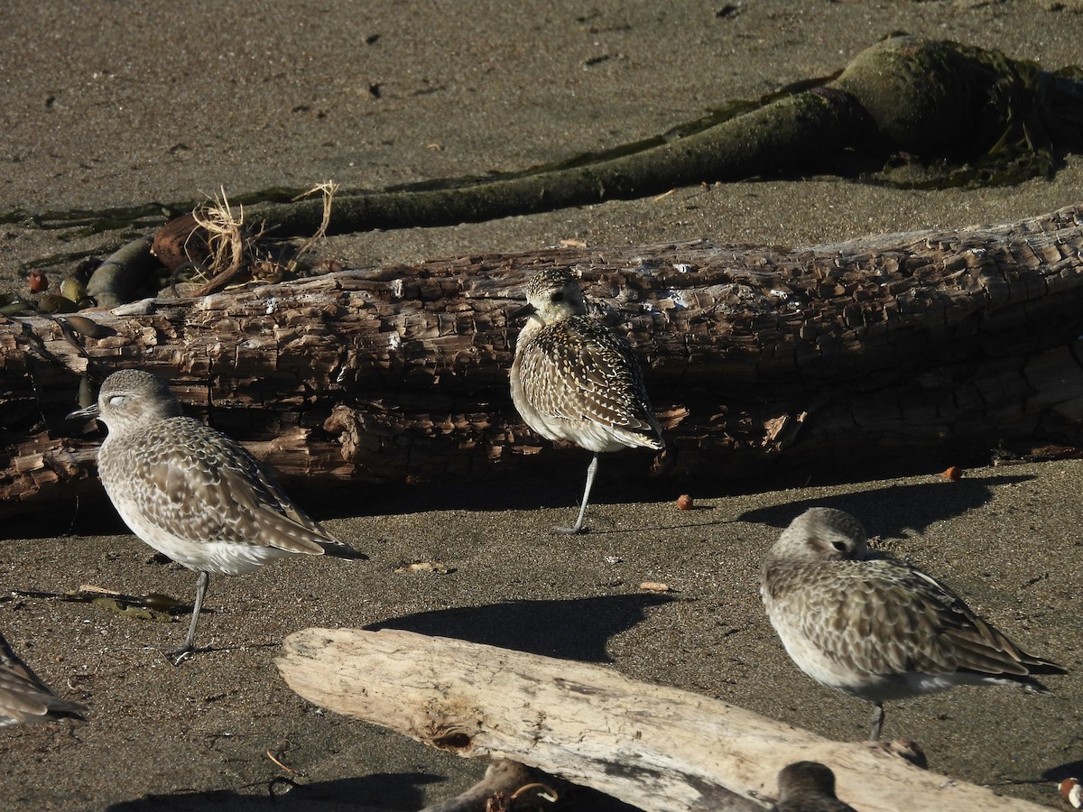 Pacific Golden-Plover - ML646368580