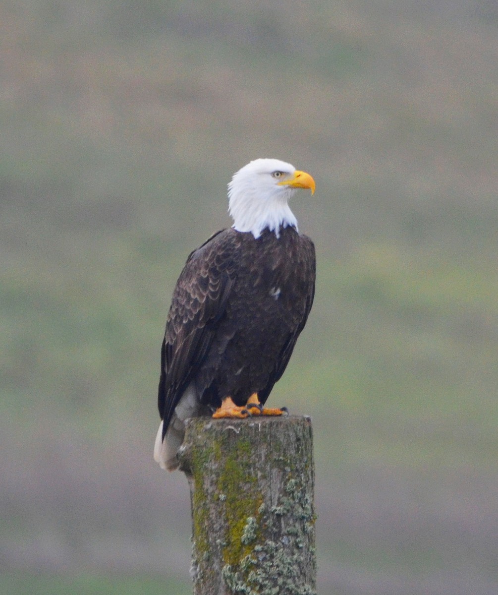 Bald Eagle - ML646368581