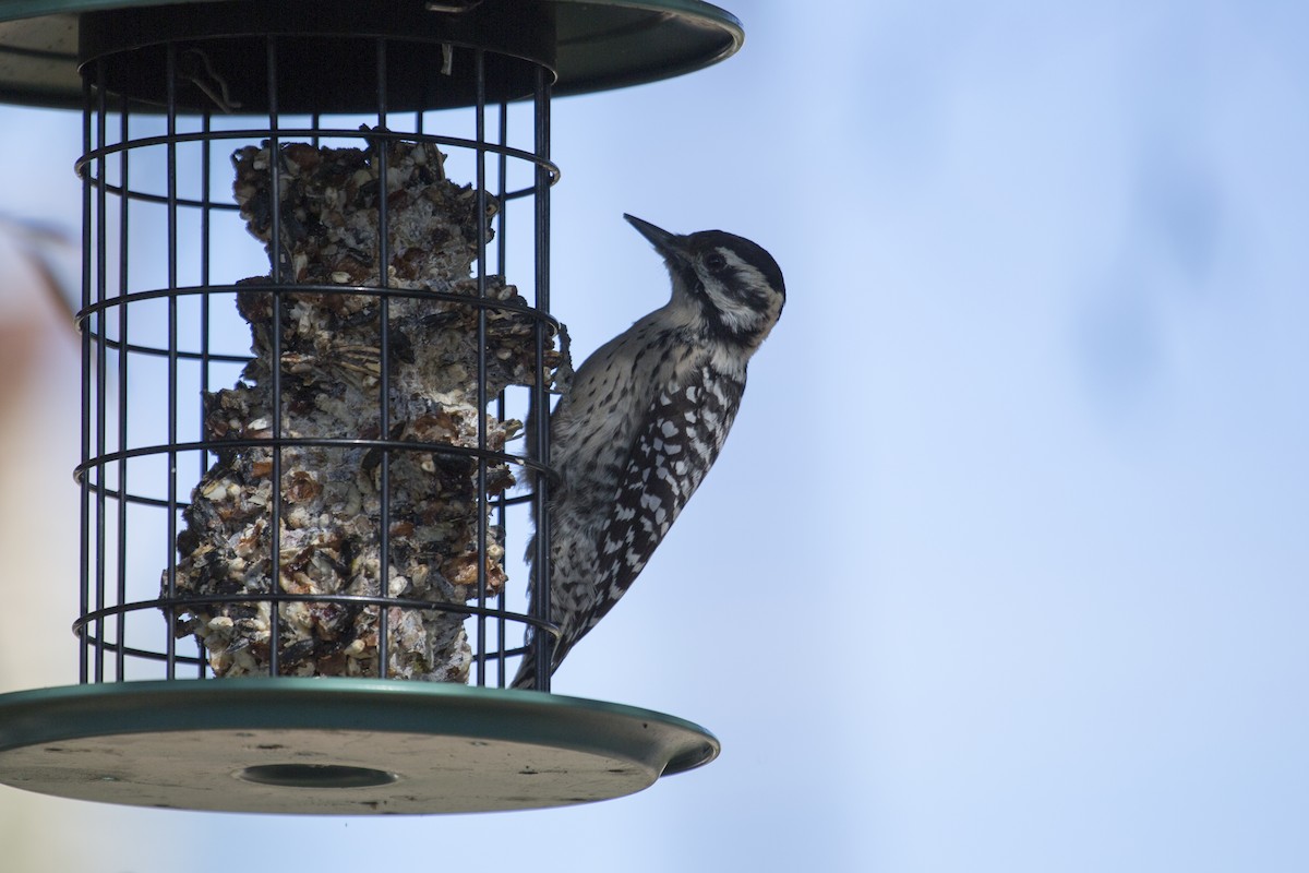 Ladder-backed Woodpecker - ML646368583