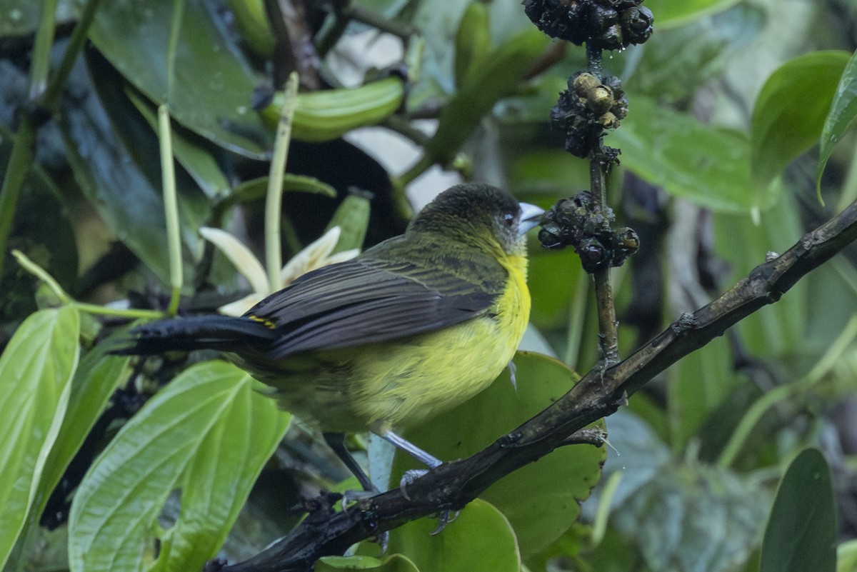 Flame-rumped Tanager - ML646368584