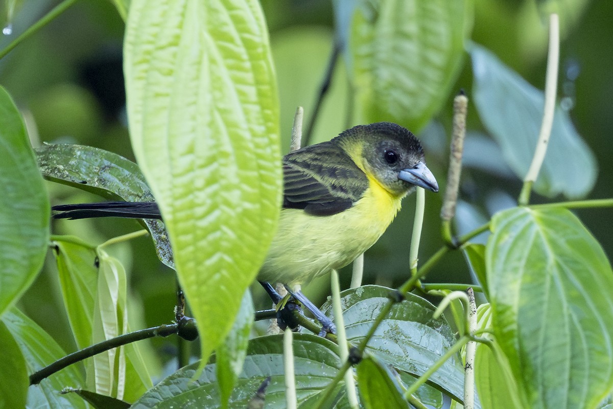 Flame-rumped Tanager - ML646368585
