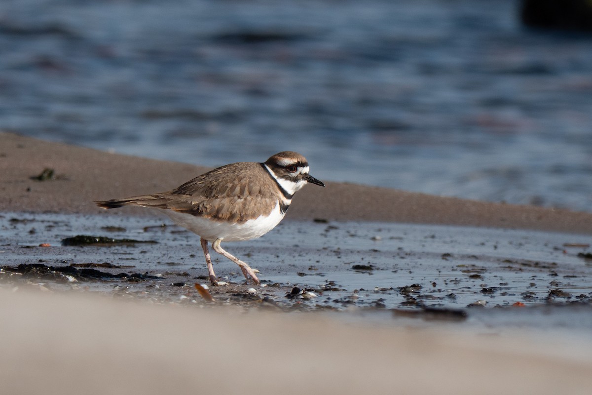 Killdeer - ML646368586