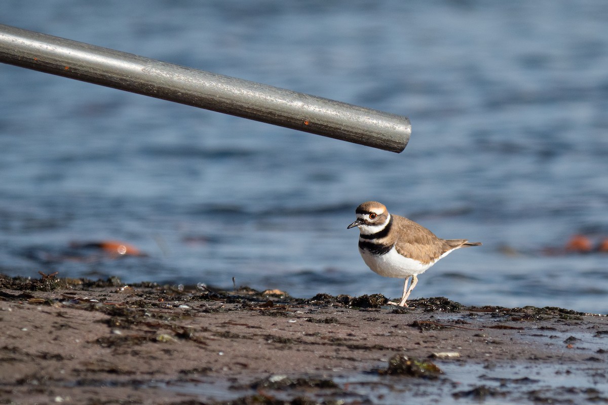 Killdeer - ML646368587