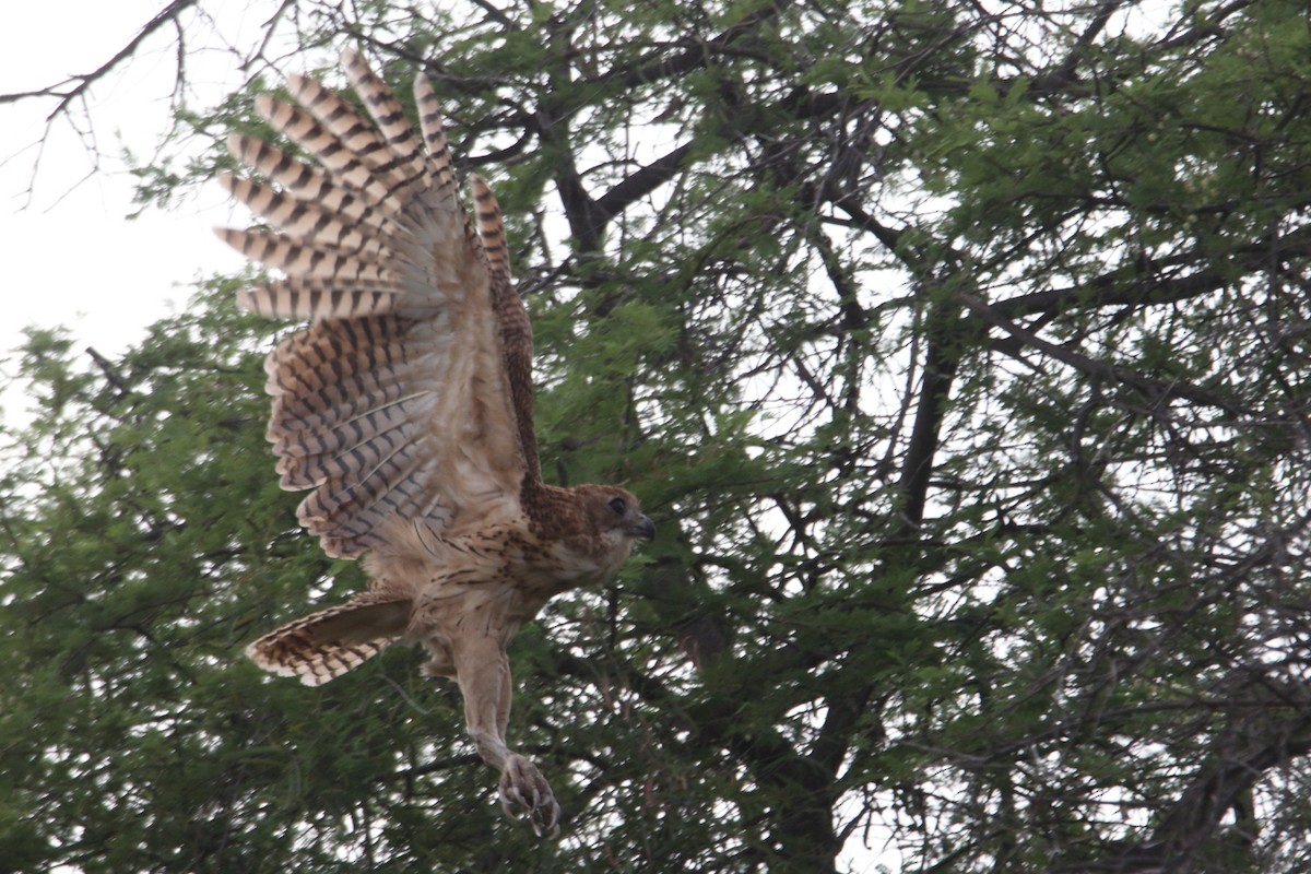 Pel's Fishing-Owl - ML646368588