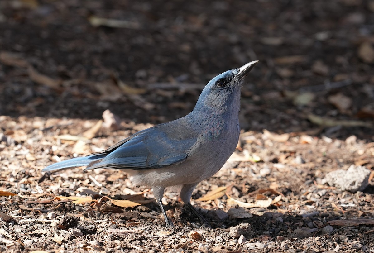 Mexican Jay - ML646368589