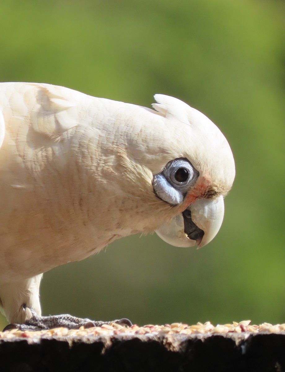 Little Corella - ML646368590