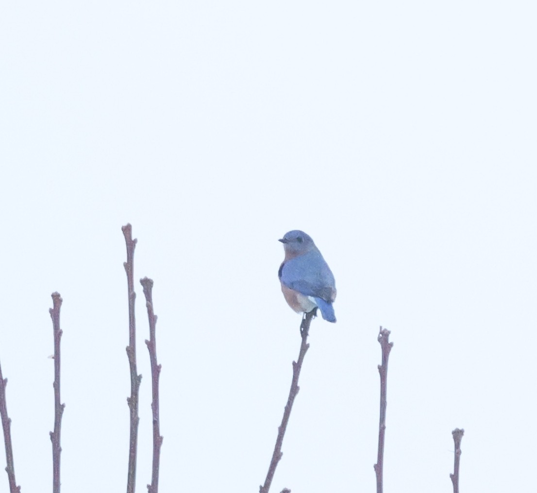 Блакитник східний - ML646368591