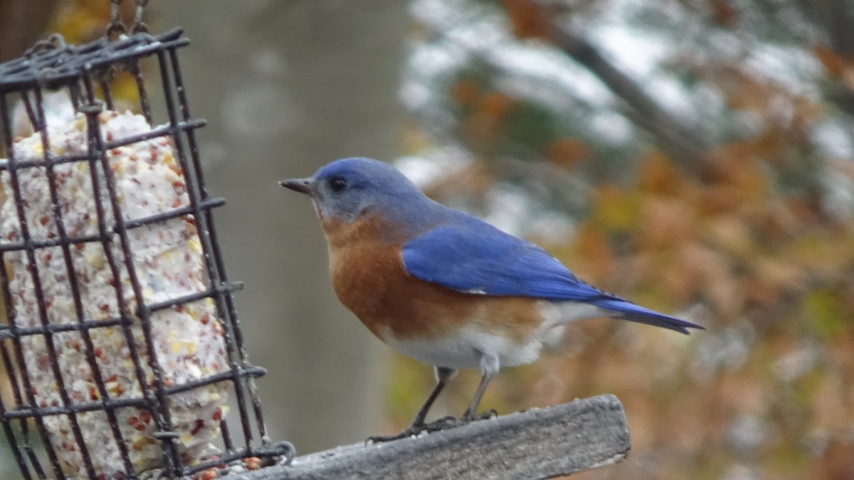 Блакитник східний - ML646368592