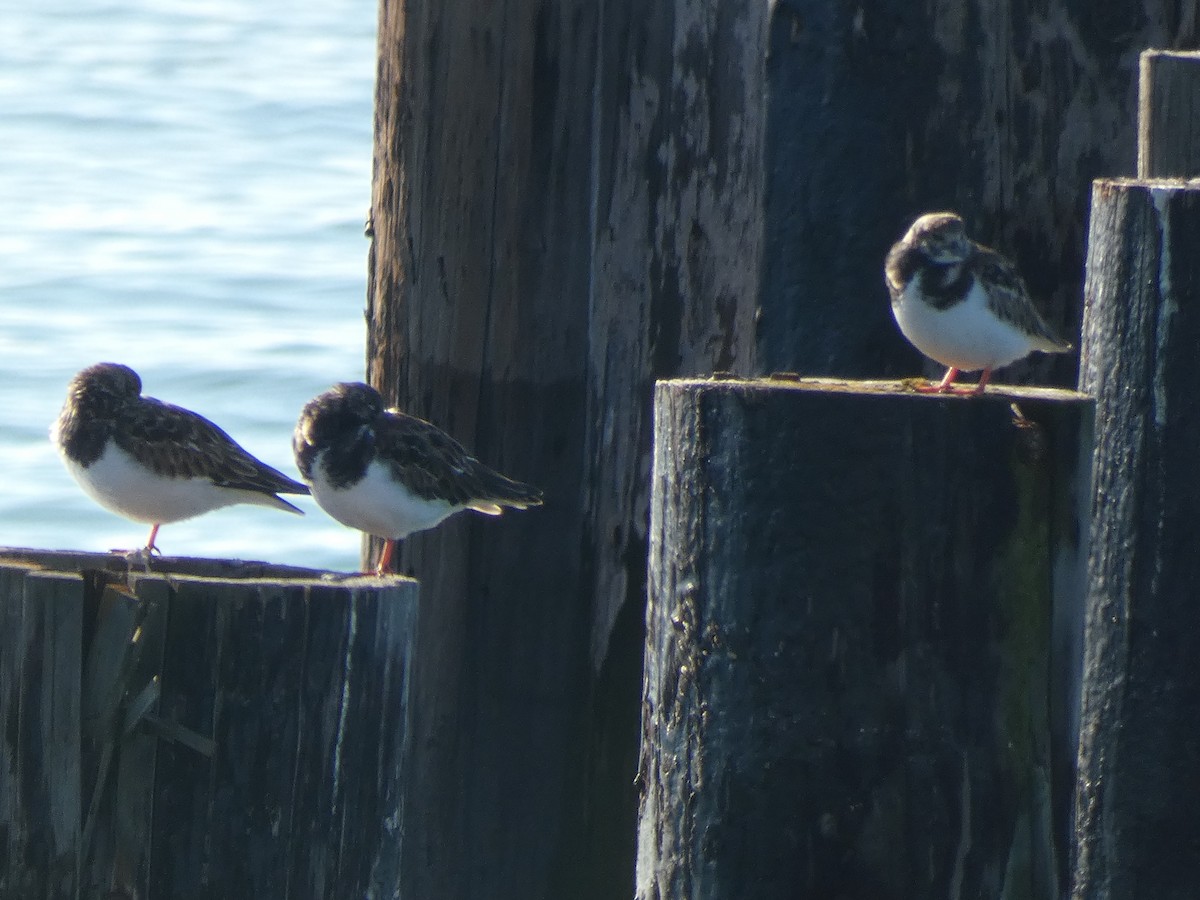 Voltapietre - ML646368593