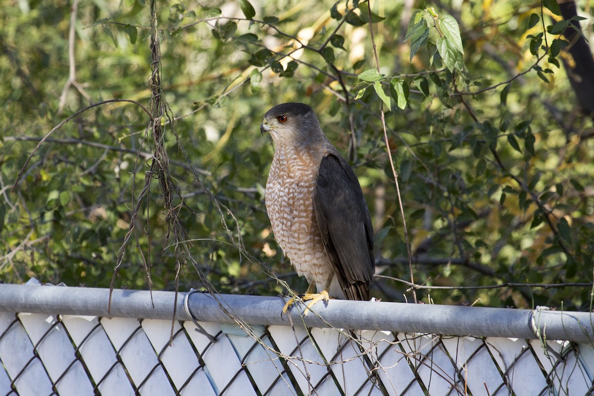 Cooper's Hawk - ML646368595