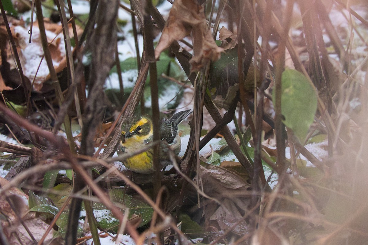 Townsend's Warbler - ML646368603