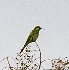 Бджолоїдка індійська - ML646368604