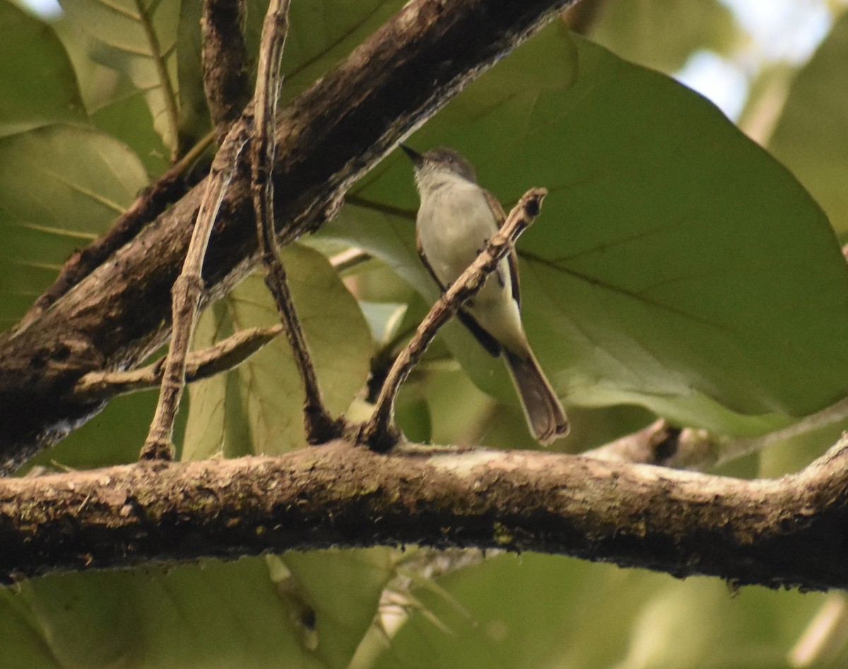 Puerto Rican Flycatcher - ML646368605