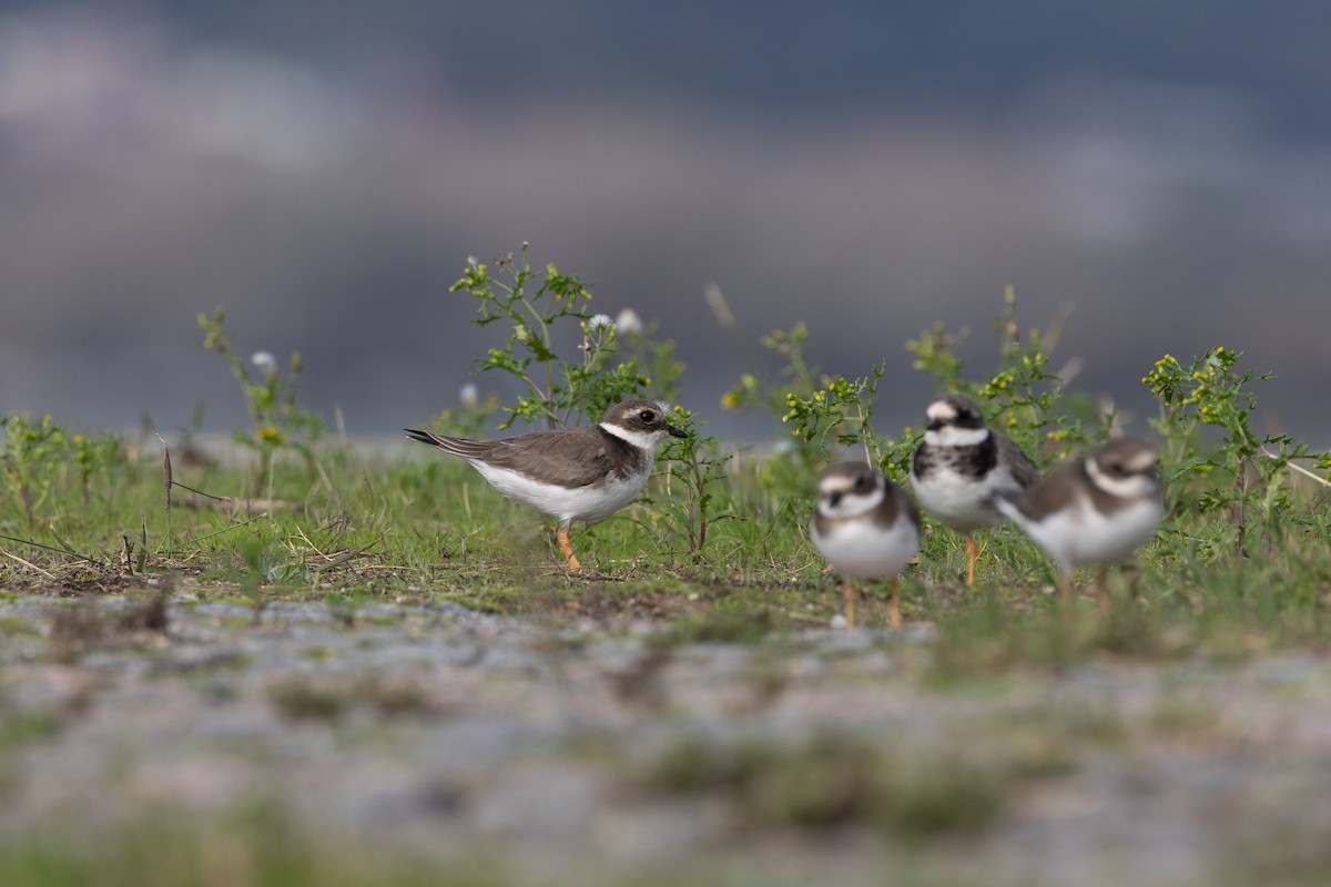 Common Ringed Plover - ML646368606