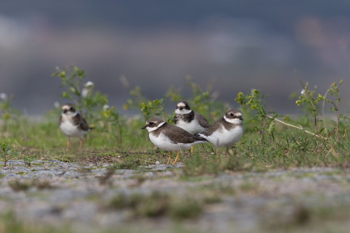 Common Ringed Plover - ML646368607