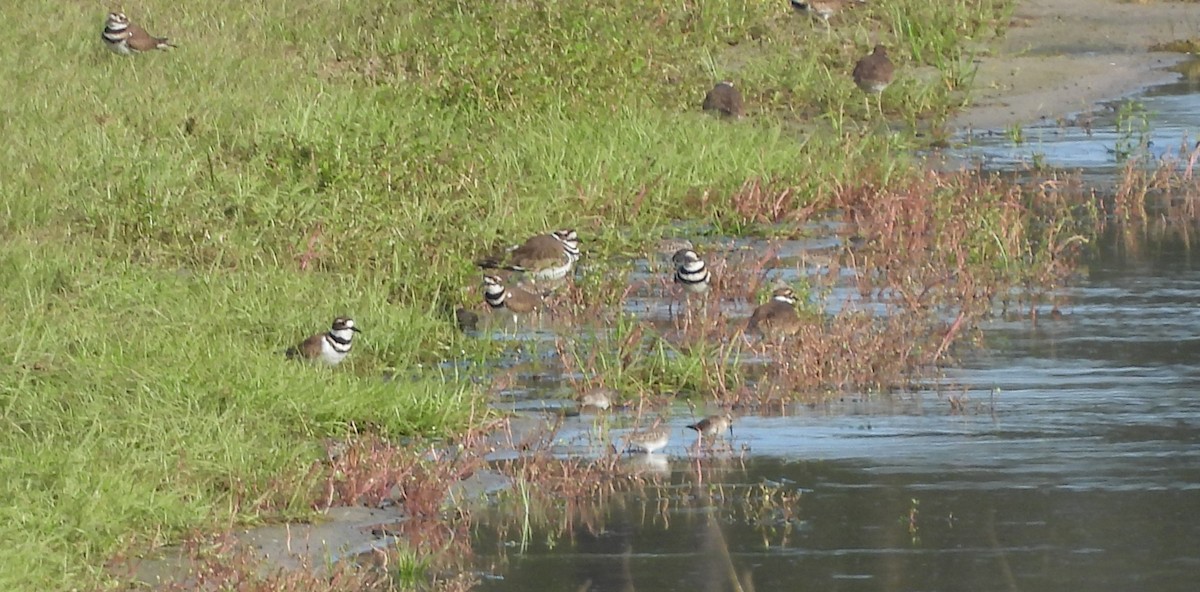 Least Sandpiper - ML646368608