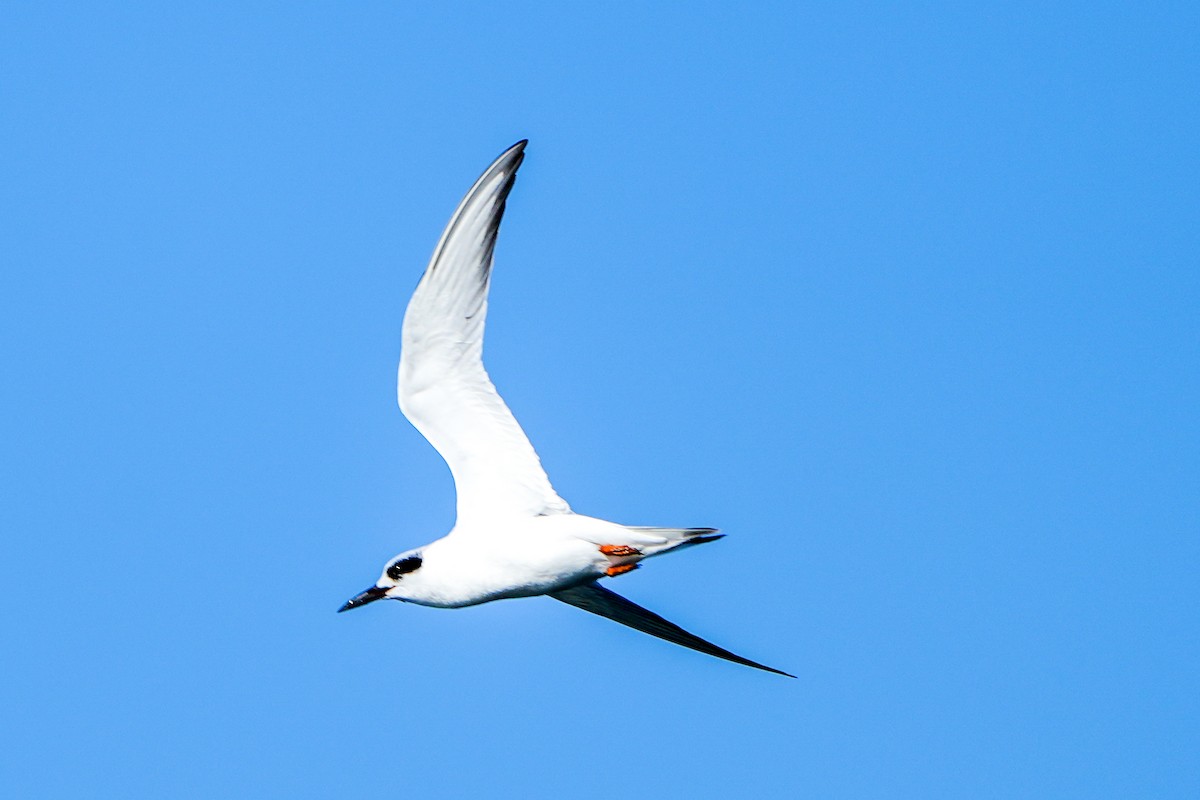 Sterne de Forster - ML646368609