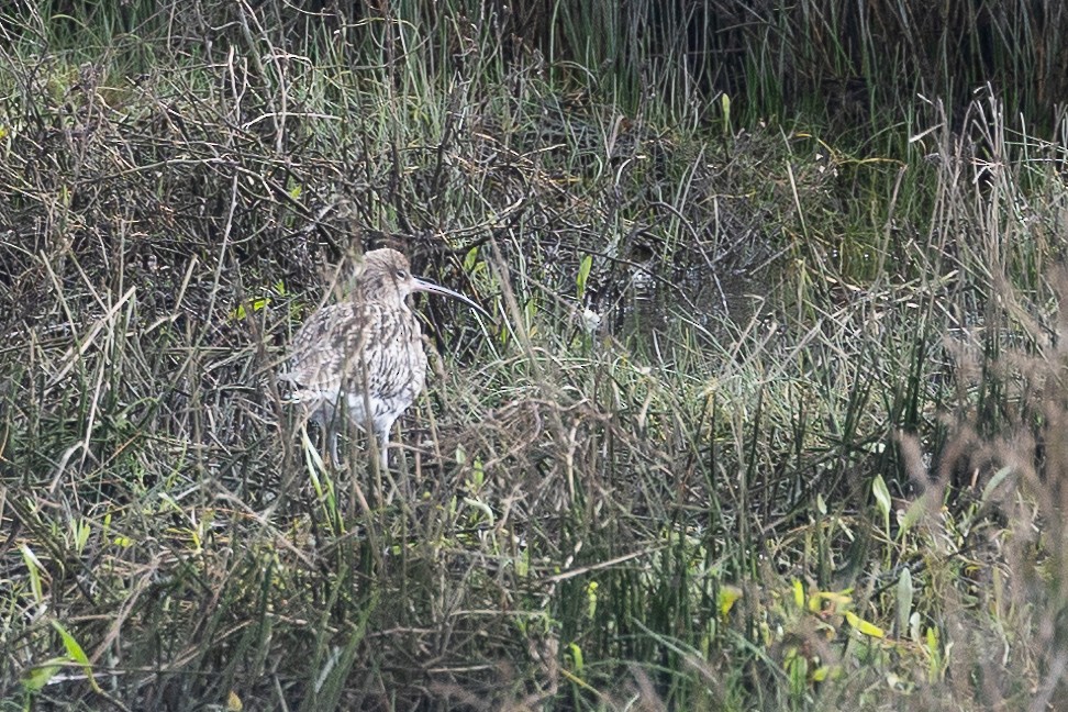 Eurasian Curlew - ML646368610