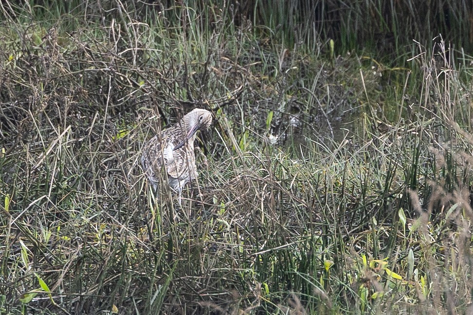 Eurasian Curlew - ML646368611