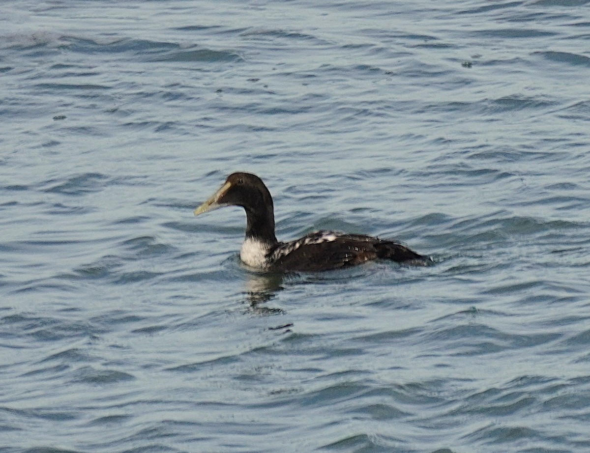 Common Eider - ML646368612