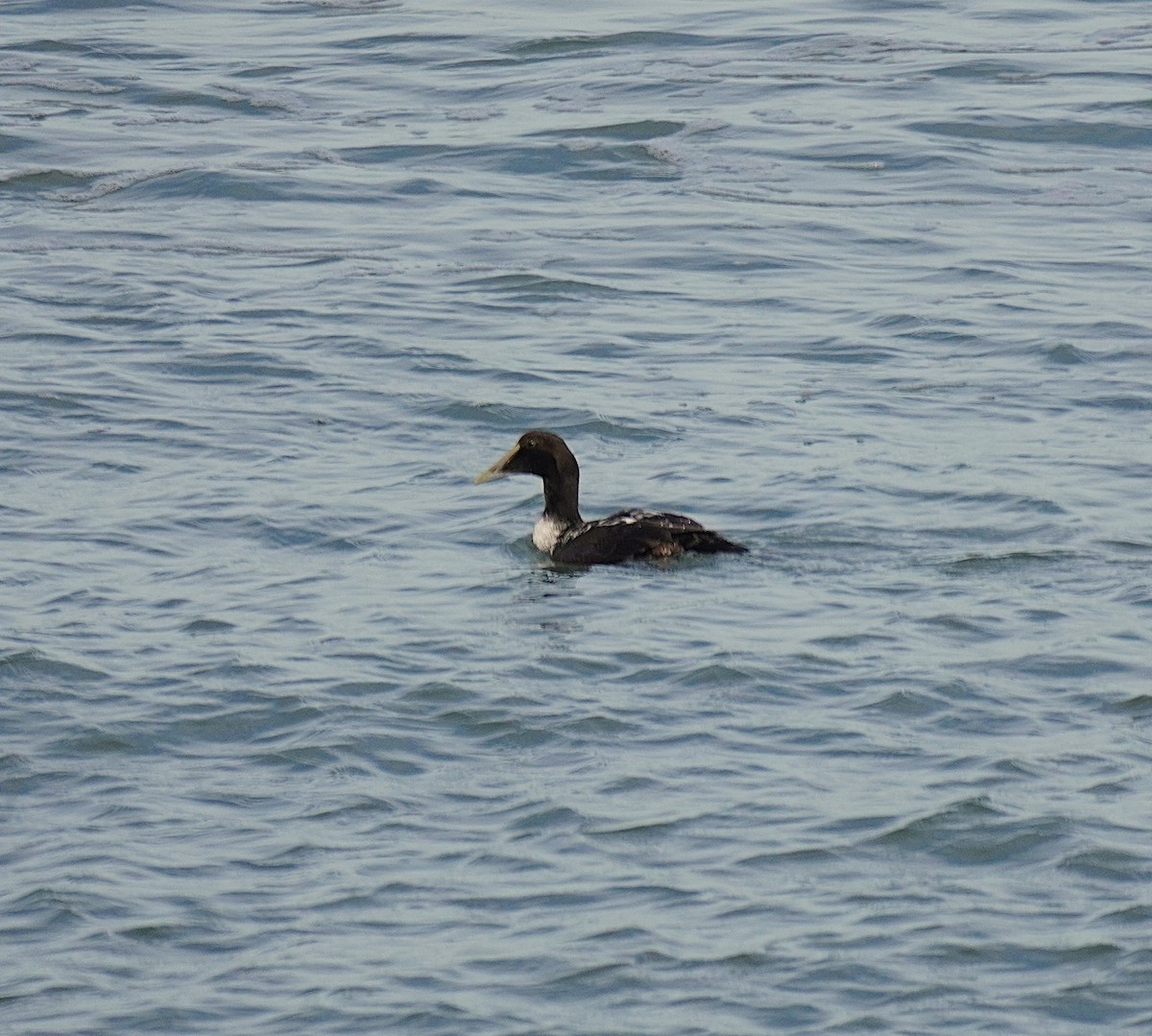 Common Eider - ML646368613