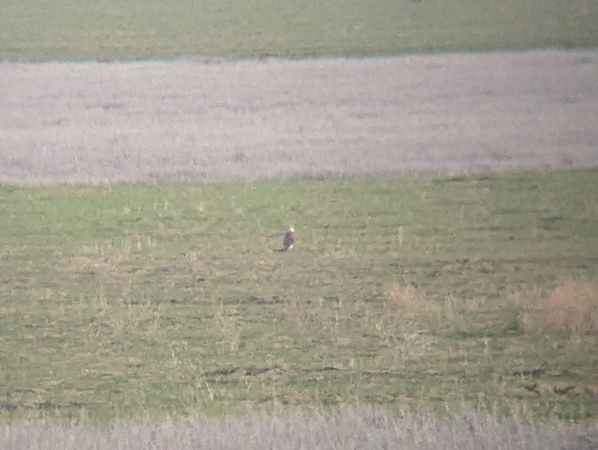 Ferruginous Hawk - ML646368615