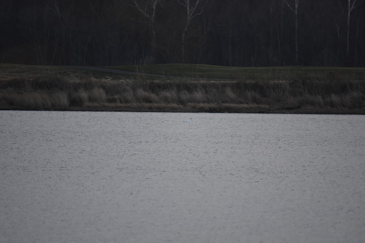 Tundra Swan (Whistling) - ML646368617