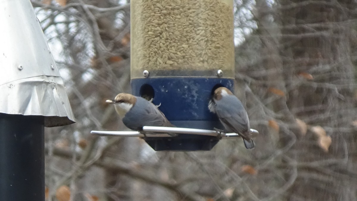 Brown-headed Nuthatch - ML646368618
