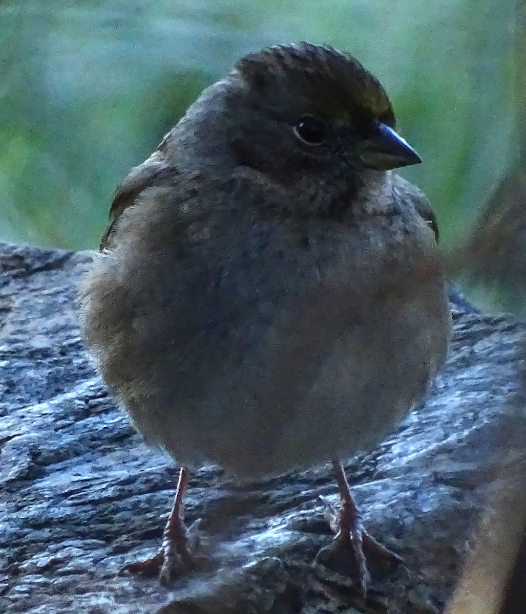 Golden-crowned Sparrow - ML646368619
