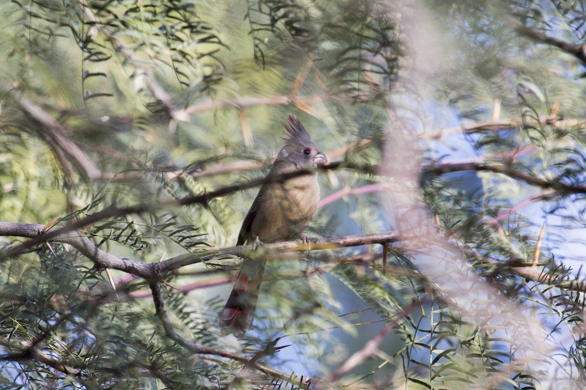 Pyrrhuloxia - ML646368621